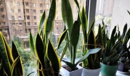 虎皮兰怎么换盆视频,轻松掌握换盆技巧