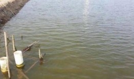 怎样养虾视频,高效养虾技巧全解析