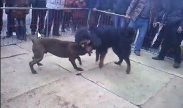 比特犬和藏獒打架视频,生死较量背后的真相