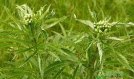 返魂草种植技术视频,视频教程详解