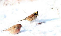 靠山红鸟叫声视频,自然界的音乐盛宴