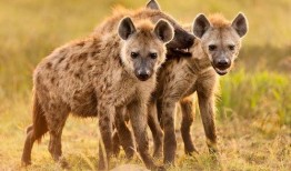 非洲二哥 鬣狗掏肛视频,生死较量背后的生存法则