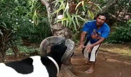 羊攻击人的视频,惊心动魄的人羊冲突现场直击