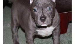 卡斯罗裁耳视频