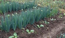大葱育苗视频,从播种到成苗的实用技巧