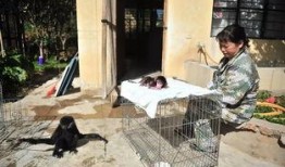 被遗弃的小狒狒视频,温情瞬间引发网友热议