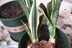 虎皮兰怎么换盆视频,轻松掌握换盆技巧