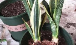 虎皮兰怎么换盆视频,轻松掌握换盆技巧