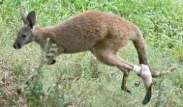 袋鼠跳的视频,活力四溢的动物运动瞬间