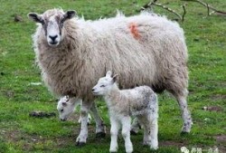 绵羊交配的高清视频