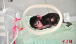 被遗弃的小狒狒视频,温情瞬间引发网友热议