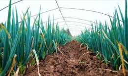 大葱育苗视频,从播种到成苗的实用技巧