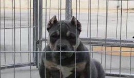 卡斯罗裁耳视频