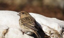 靠山红鸟叫声视频,自然界的音乐盛宴