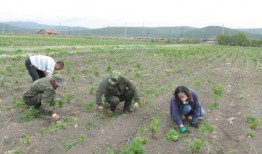 返魂草种植技术视频,视频教程详解