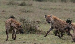 非洲二哥 鬣狗掏肛视频,生死较量背后的生存法则