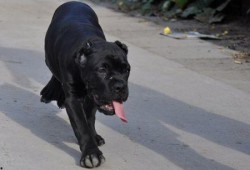 卡斯罗裁耳视频