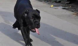 卡斯罗裁耳视频