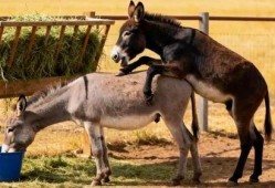 驴交配视频高清视频在线观看,揭秘动物繁衍奥秘