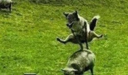 羊攻击人的视频,惊心动魄的人羊冲突现场直击