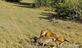 非洲二哥 鬣狗掏肛视频,生死较量背后的生存法则