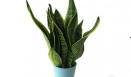 虎皮兰怎么换盆视频,轻松掌握换盆技巧