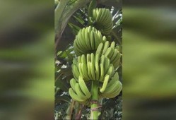 香视频蕉,甜蜜生活新篇章