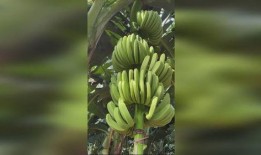 香视频蕉,甜蜜生活新篇章