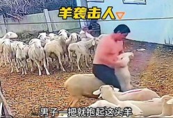 羊攻击人的视频,惊心动魄的人羊冲突现场直击