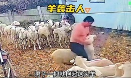 羊攻击人的视频,惊心动魄的人羊冲突现场直击
