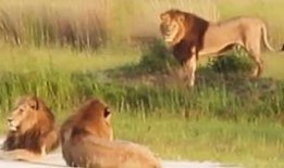 草原七雄狮子联盟视频,七雄共筑狮子荣耀传奇